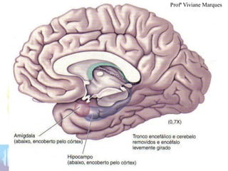 Profª Viviane Marques
 