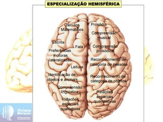 ESPECIALIZAÇÃO HEMISFÉRICA
 