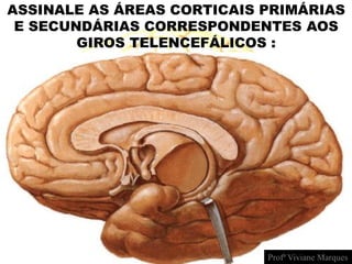 ASSINALE AS ÁREAS CORTICAIS PRIMÁRIAS
E SECUNDÁRIAS CORRESPONDENTES AOS
GIROS TELENCEFÁLICOS :
Profª Viviane Marques
 