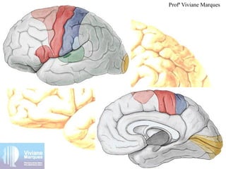 Profª Viviane Marques
 