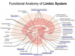 Functional Anatomy of  Limbic System 