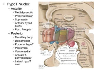 HypoT Nuclei: Anterior Medial preoptic Paraventricular Supraoptic Anterior hypoT areas Post. Preoptic Posterior  Mamillary body Dorsomedial Posterior hypoT Perifornical Ventromedial Arcuate & periventricular Lateral hypoT area 