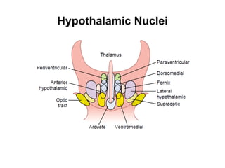 Hypothalamic Nuclei 