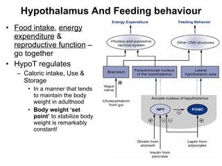 Hypothalamus And Feeding behaviour Food intake ,  energy expenditure  &  reproductive function  – go together HypoT regulates  Caloric intake, Use & Storage  In a manner that tends to maintain the body weight in adulthood Body weight ‘set point’  to stabilize body weight is remarkably constant!  