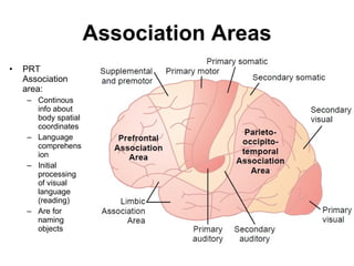 Association Areas PRT Association area: Continous info about body spatial coordinates Language comprehension Initial processing of visual language (reading) Are for naming objects 