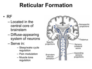 Reticular Formation RF Located in the central core of brainstem Diffuse-appearing system of neurons Serve in: Sleep/wake cycle regulation Pain modulation Muscle tone regulation 