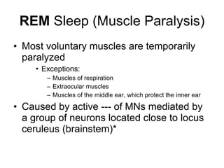 REM  Sleep (Muscle Paralysis) Most voluntary muscles are temporarily paralyzed  Exceptions: Muscles of respiration  Extraocular muscles  Muscles of the middle ear, which protect the inner ear Caused by active --- of MNs mediated by a group of neurons located close to locus ceruleus (brainstem)*  
