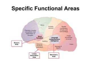 Specific Functional Areas 