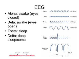 EEG Alpha: awake (eyes closed) Beta: awake (eyes open) Theta: sleep Delta: deep sleep/coma 
