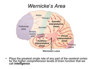 Wernicke ’ s Area Plays the greatest single role of any part of the cerebral cortex for the higher comprehension levels of brain function that we call  intelligence 