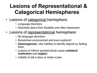 Lesions of Representational & Categorical Hemispheres    Lesions of  categorical  hemisphere:  Language disorders Disturbed about their disability and often depressed  Lesions of  representational  hemisphere: No language disorders Sometimes unconcerned and even euphoric! Astereognosis —the inability to identify objects by feeling them Lesions of inferior parietal lobule cause  unilateral inattention  and  neglect   Inability to tell a story or make a joke  