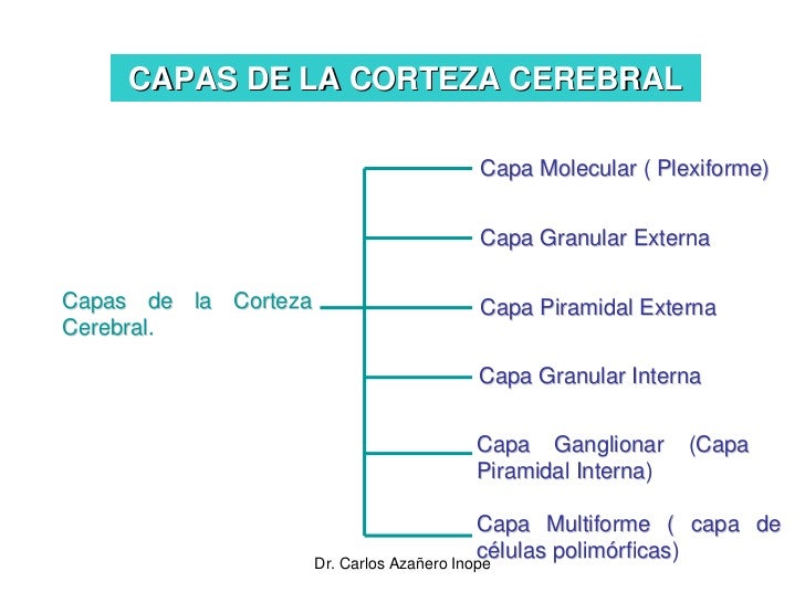 Corteza Cerebral