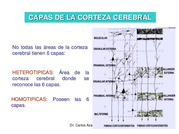 Corteza Cerebral