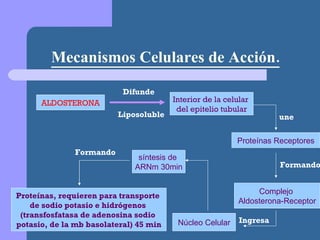 Mecanismos Celulares de Acción. Formando ALDOSTERONA Interior de la celular  del epitelio tubular Difunde Liposoluble Proteínas Receptores une Formando Complejo  Aldosterona-Receptor Ingresa Núcleo Celular síntesis de  ARNm 30min Proteínas, requieren para transporte  de sodio potasio e hidrógenos  (transfosfatasa de adenosina sodio  potasio, de la mb basolateral) 45 min 