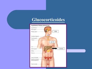 Glucocorticoides 