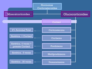 4% A ctividad  Total Hormonas  Corticosteroides Mineralcorticoides Glucocorticoides Cortisol Corticosterona Cortisona Prednisona Metilprednisona Dexametasona Sintética. = Cortisol Sintética. 4 veces + potente Cortisol Sintética . 5 veces Sintética . 30 veces 