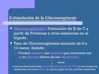Estimulación de la Gluconeogénesis Gluconeogénesis  : Formación de H de C a partir de Proteínas y otras sustancias en el hígado. Tasa de Gluconeogénesis aumenta de 6 a 10 veces  debido: Cortisol  aumenta  las  enzimas  que convierten los  aá  en  glucosa  dentro de los  hepatocitos . A que los Glucocorticoides  activan  la  transcripción del ADN  en los núcleos de hepatocitos, se forma  ARNm  el cual da origen al conj, enzimas requeridas. debido 