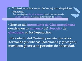 Cortisol moviliza los aá de los tej extrahepáticos (músculo) Por esto llegan  más aá al plasma  para incorporarse a la  gluconeogénesis  y facilitar la formación de  glucosa Efectos del  incremento de Gluconeogénesis  consiste en un  aumento  del  depósito  de  glucógeno  en los hepatocitos. Este efecto del Cortisol permite que otras hormonas glucolíticas (adrenalina y glucagón) movilicen glucosa en periodos de necesidad. 