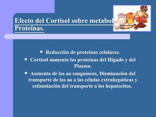 Efecto del Cortisol sobre metabolismo de Proteínas. Reducción de proteínas celulares. Cortisol aumenta las proteínas del Hígado y del Plasma. Aumento de los aa sanguíneos, Disminución del transporte de los aa a las células extrahepáticas y estimulación del transporte a los hepatocitos.  