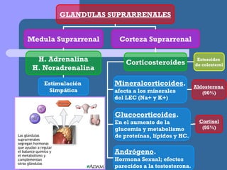 GLANDULAS SUPRARRENALES Medula Suprarrenal Corteza Suprarrenal H. Adrenalina H. Noradrenalina Corticosteroides Andrógeno ....