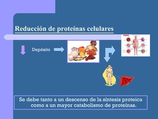 Reducción de proteínas celulares Se debe tanto a un descenso de la síntesis proteica como a un mayor catabolismo de proteínas. Depósito 