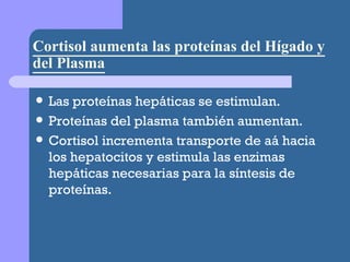 Cortisol aumenta las proteínas del Hígado y del Plasma Las proteínas hepáticas se estimulan. Proteínas del plasma también aumentan. Cortisol incrementa transporte de aá hacia los hepatocitos y estimula las enzimas hepáticas necesarias para la síntesis de proteínas. 