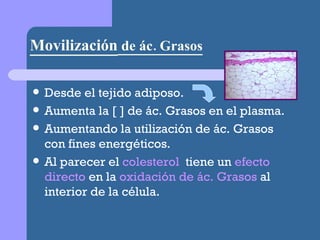 Movilización  de ác. Grasos Desde el tejido adiposo. Aumenta la [ ] de ác. Grasos en el plasma. Aumentando la utilización de ác. Grasos con fines energéticos. Al parecer el  colesterol   tiene un  efecto directo  en la  oxidación de ác. Grasos  al interior de la célula. 