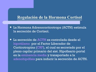 Regulación de la Hormona Cortisol La Hormona Adrenocorticotropa (ACTH) estimula la secreción de Cortisol. La secreción de  ACTH  es controlada desde el  hipotálamo   por el Factor Liberador de Corticotropina ( CRF ), el cual es secretado por el plexo capilar primario del sist. Hipofisario portal en la  eminencia media  y transportado a la  adenohipófisis  para inducir la secreción de ACTH. 