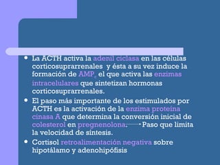 La ACTH activa la  adenil   ciclasa  en las células corticosuprarrenales  y ésta a su vez induce la formación de  AMP c  el que activa las  enzimas intracelulares  que sintetizan hormonas corticosuprarrenales. El paso más importante de los estimulados por ACTH es la activación de la  enzima proteína cinasa A  que determina la conversión inicial de  colesterol  en  pregnenolona .  Paso que limita la velocidad de síntesis. Cortisol  retroalimentación negativa  sobre hipotálamo y adenohipófisis 