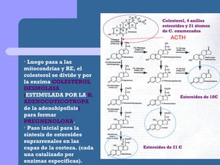 Luego pasa a las mitocondrias y RE, el colesterol se divide y por la enzima  COLESTEROL DESMOLASA ( ESTIMULADA POR LA  H. ADENOCOTICOTROPA  de la adenohipofisis )  para formar  PREGNENOLONA . Paso inicial para la síntesis de esteroides suprarrenales en las capas de la corteza. (cada una catalizado por enzimas especificas). Esteroides de 18C Esteroides de 21 C Colesterol, 4 anillos esteroides y 21 átomos  de C. enumerados ACTH 