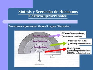 Síntesis y Secreción de Hormonas Corticosuprarrenales. Mineralcorticoides,  ( aldosterona sintetasa) Glucocorticoides,  ( Cortisol y corticosterona) Andrógeno, (Deshidroepiandrosterona  (DHEA) y androstendiona) Zona Glomerular Zona Fascicular Zona Reticular La corteza suprarrenal tienes 3 capas diferentes: 