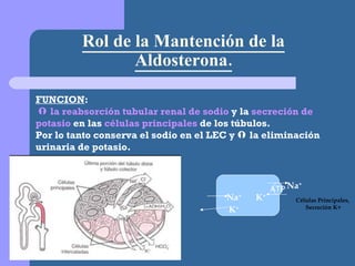 Rol de la Mantención de la Aldosterona. FUNCION :     la reabsorción tubular renal de sodio  y la  secreción de potasio  en las  células principales  de los túbulos. Por lo tanto conserva el sodio en el LEC y    la eliminación urinaria de potasio. Células Principales,  Secreción K+ ATP Na + Na + K + K + 