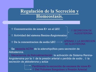 Regulación de la Secreción y Homeostasis.    Concentración de iones K+ en el LEC    Actividad del sistema Renina-Angiotensina SECRECION DE  ALDOSTERONA    De la concentracion de sodio LEC  APENAS    LA SECRECION DE ALDOTERONA Se  necesita ACTH  de la adenohipófisis para secreción de Aldosterona. Mecanismos de Retroalimentación : la activación de Sistema Renina-Angiotensina por la    de la presión arterial o perdida de sodio ,    la secreción de aldosterona y actúa  Facilitando la excreción de excesos de iones K+    Del Volumen Sanguíneo y Presión Arterial 