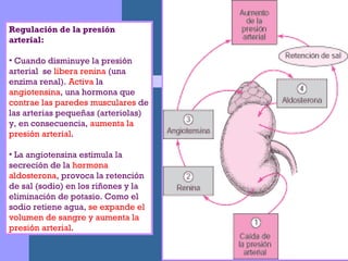 Regulación de la presión arterial:  Cuando disminuye la presión arterial  se  libera renina  (una enzima renal).  Activa  la  angiotensina , una hormona que  contrae las paredes musculares  de las arterias pequeñas (arteriolas) y, en consecuencia,  aumenta la presión arterial .  La angiotensina estimula la secreción de la  hormona aldosterona , provoca la retención de sal (sodio) en los riñones y la eliminación de potasio. Como el sodio retiene agua,  se expande el volumen de sangre y aumenta la presión arterial .  