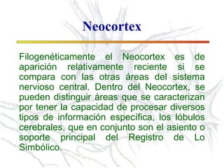 Neocortex Broadman Cortezaareasprimarias y areas de brodman | PPT