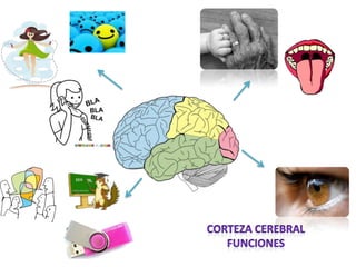 Funciones de Corteza Cerebral 