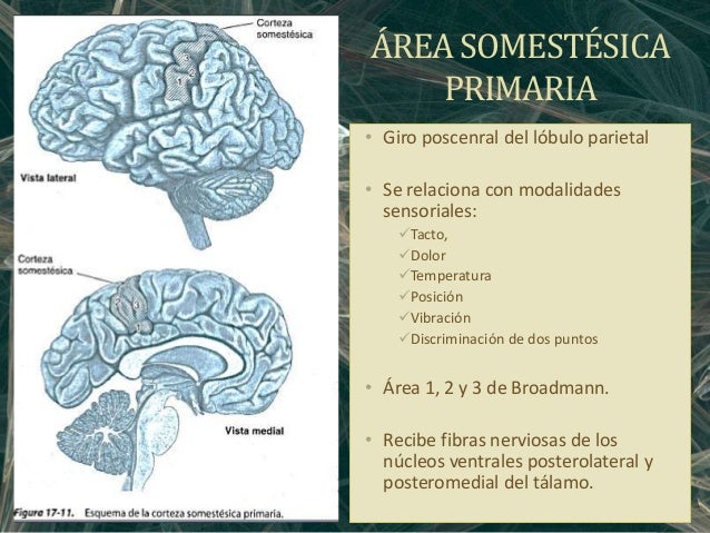Corteza cerebral