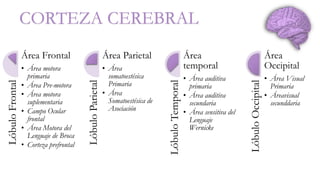 CORTEZA CEREBRAL 
Lóbulo Frontal 
Área Frontal 
• Área motora 
primaria 
• Área Pre-motora 
• Área motora 
suplementaria 
• Campo Ocular 
frontal 
• Área Motora del 
Lenguaje de Broca 
• Corteza prefrontal 
Lóbulo Parietal 
Área Parietal 
• Área 
somatoestésica 
Primaria 
• Área 
Somatoestésica de 
Asociación 
Lóbulo Temporal 
Área 
temporal 
• Área auditiva 
primaria 
• Área auditiva 
secundaria 
• Área sensitiva del 
Lenguaje 
Wernicke 
Lóbulo Occipital 
Área 
Occipital 
• Área Visual 
Primaria 
• Áreavisual 
secunddaria 
 