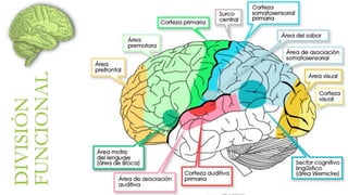 DIVISIÓN 
FUNCIONAL 
 