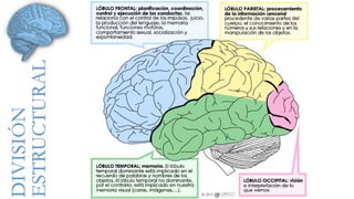 DIVISIÓN 
ESTRUCTURAL 
 