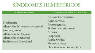 SÍNDROMES HEMISFÉRICOS 
HEMISFERIO DERECHO HEMISFERIO DERECHO-IZQUIERDO 
Negligencia 
Alteración del esquema corporal 
(Anosognosia) 
Alteración del lenguaje 
Alteración conductual 
Indiferencia Emocional 
Apraxia Constructiva 
Agnosia visual 
Prosopagnosia 
Síndrome confusional 
Amusia 
Palipnosia 
Ataxia Óptica 
Memoria visual 
Desorientación topográfica 
 