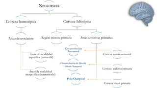 Neocorteza 
Corteza homotípica 
Áreas de asociación 
Áreas de modalidad 
específica (unimodal) 
Áreas de modalidad 
inespecífica (heteromodal) 
Corteza Idiotípica 
Región motora primaria Áreas sensitivas primarias 
Corteza somatosensorial 
Corteza auditiva primaria 
Corteza visual primaria 
 