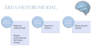 ÁREA HETEROMODAL 
Regiones 
orbitofrontal 
Región 
posterolateral 
del lóbulo 
frontal 
Región 
Prefrontal 
Superior e 
inferior 
Lóbulo 
Parietal 
Partes lateral y 
Medial 
Lóbulo 
temporal 
 