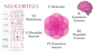 NEOCORTEZA I: Molecular 
II: 
Granulosa 
Externa 
III: 
Piramidal 
Externa 
IV: Granulosa 
Interna 
VI: 
Multiforme 
V: Piramidal 
Internal 
 