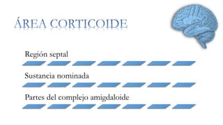 Región septal 
Sustancia nominada 
Partes del complejo amigdaloide 
 