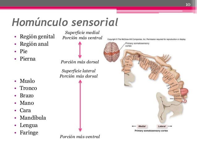 corteza cerebral 10 638