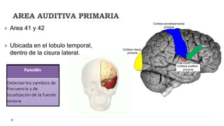 Corteza cerebral | PDF