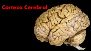 Corteza Cerebral
 