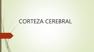CORTEZA CEREBRAL
 