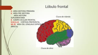 Lóbulo frontal
Citoar
El lóbulo frontal está ubicado delante de la
cisura central y por encima de la cisura la-
teral. La circunvolución pre central es el
área motora primaria o área citoarquitectónica 4 (de
Brodman). Sus células piramidales constituyen la
primera neurona de la vía motora. A esta área co-
rresponde el homúnculo donde están representados
los movimientos del cuerpo que, en forma inverti-
Lóbulo frontal
da y de abajo hacia arriba, son las estructuras que
participan en la deglución oral, la deglución lingual,
los movimientos de la mandíbula, los movimientos
de los labios, los movimientos de la laringe, de los
párpados y de las cejas. Luego, la mano con una am-
plia representación cortical, en especial para el dedo
pulgar, la muñeca, el codo, el hombro y el tronco. La
cadera se ubica en la parte más alta de esta área, y el
Cisura de silvio
Cisura de rolando
4. AREA MOTORA PRIMARIA
6. AREA PRE-MOTORA
AREA MOTORA
SUPLEMENTARIA
8. CAMPO OCULAR FRONTAL
9,10,11,12. CORTEZA PREFRONTAL
44, 45. AREA DEL LENGUAJE EXPRESIVO
(BROCA)
 